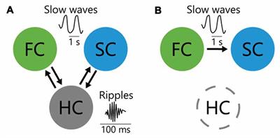 The Roles of Cortical Slow Waves in Synaptic Plasticity and Memory Consolidation